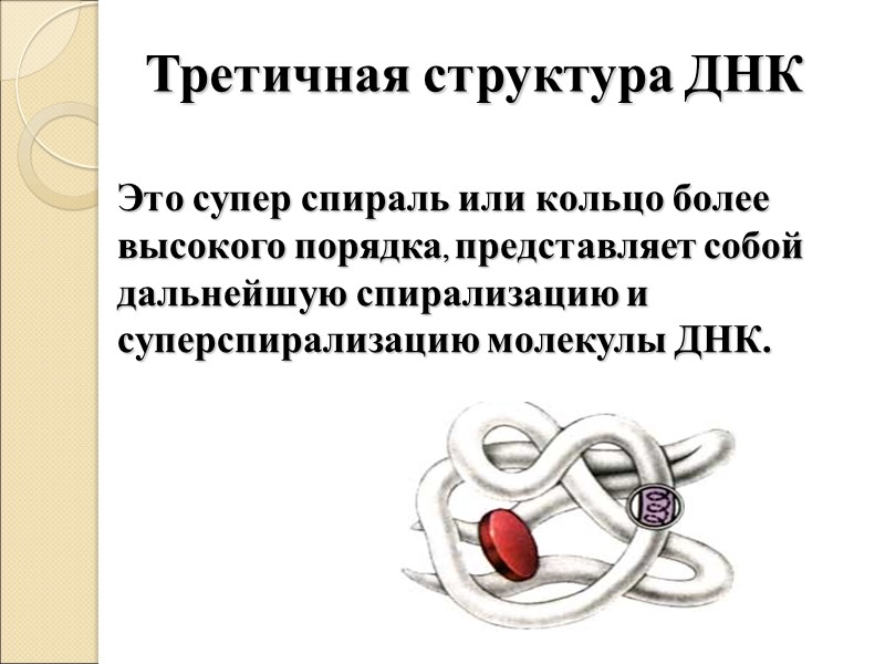 Это супер спираль или кольцо более высокого порядка, представляет собой дальнейшую спирализацию и суперспирализацию